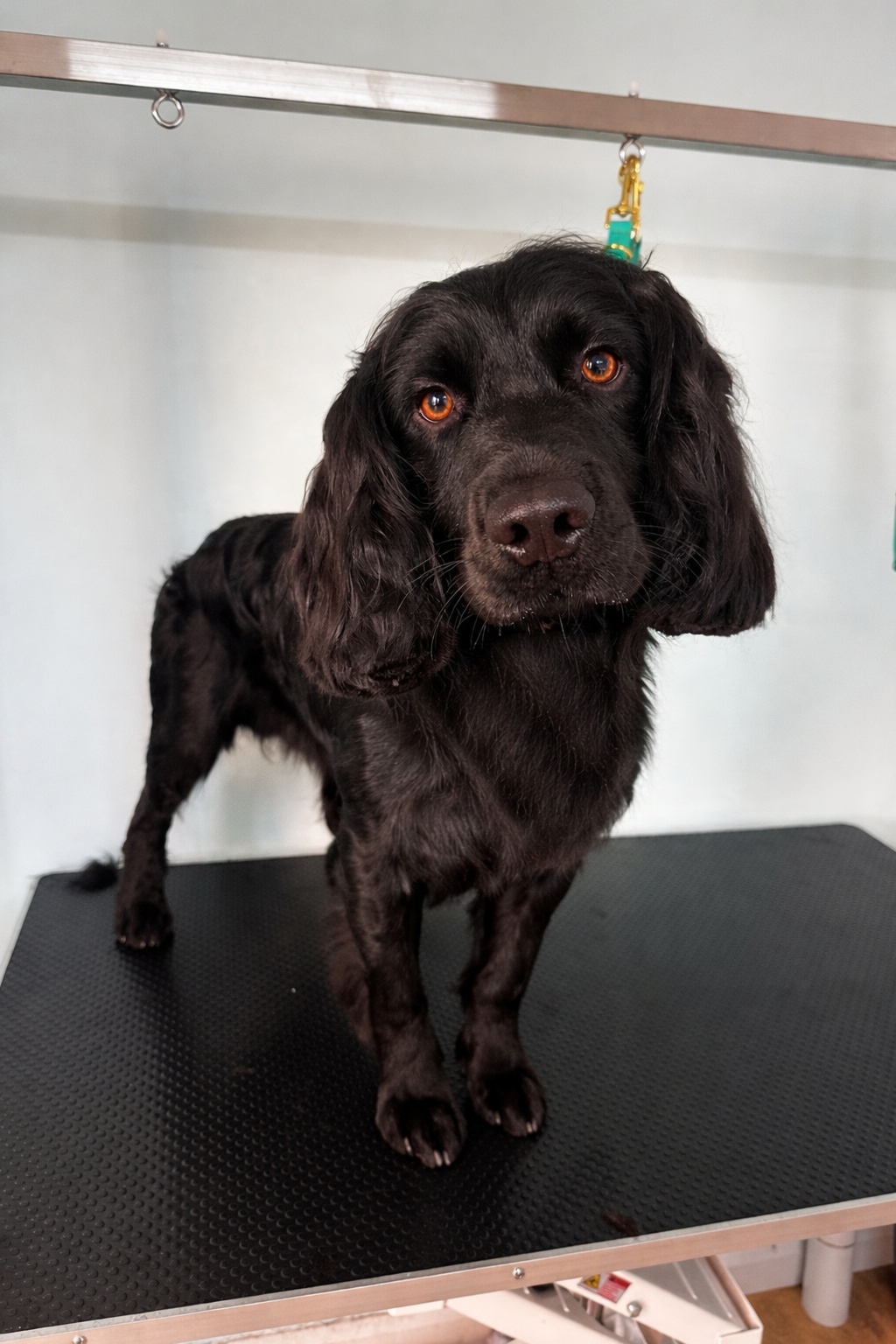 Cocker Spaniel Dog Grooming