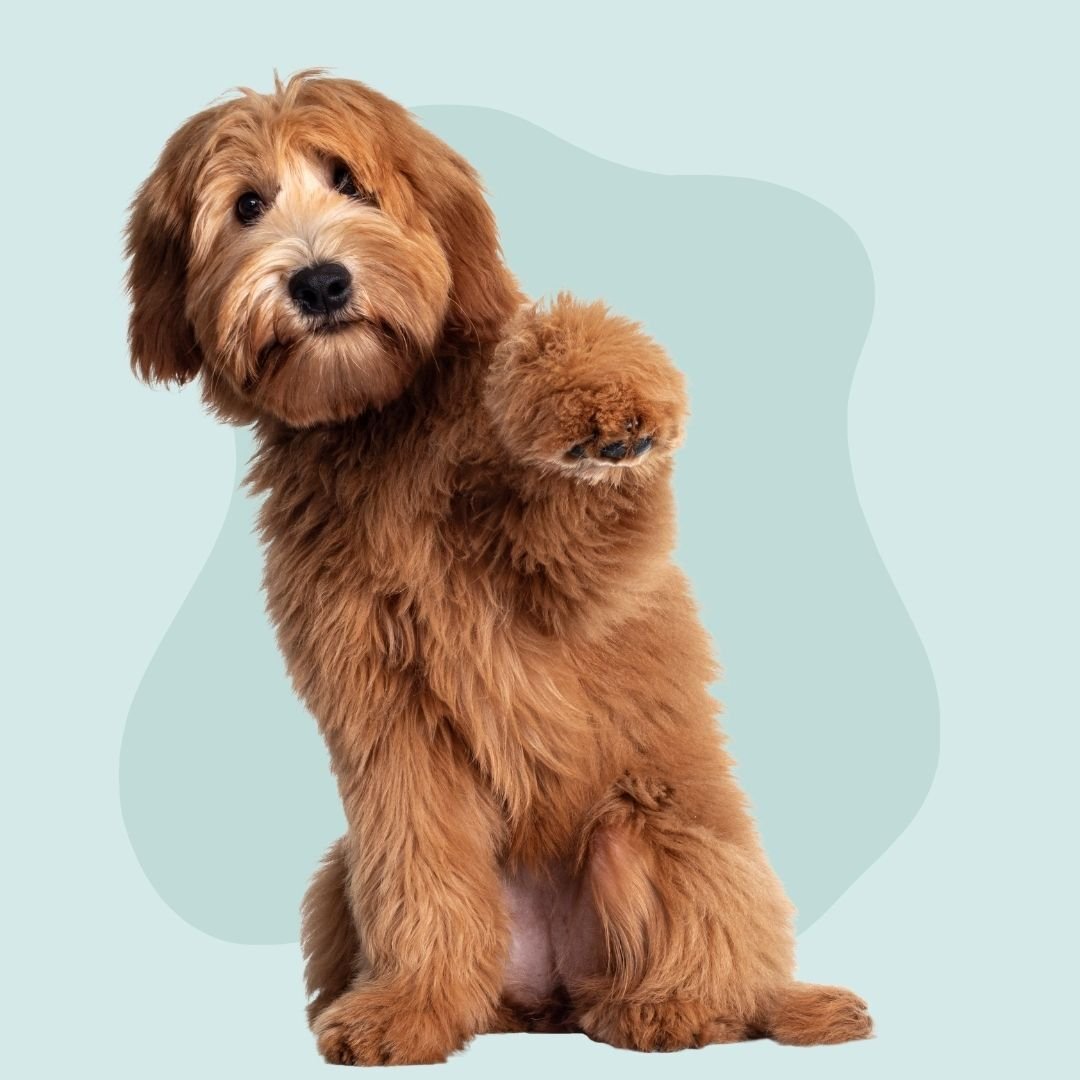 Goldendoodle Dog Grooming by Fluffs