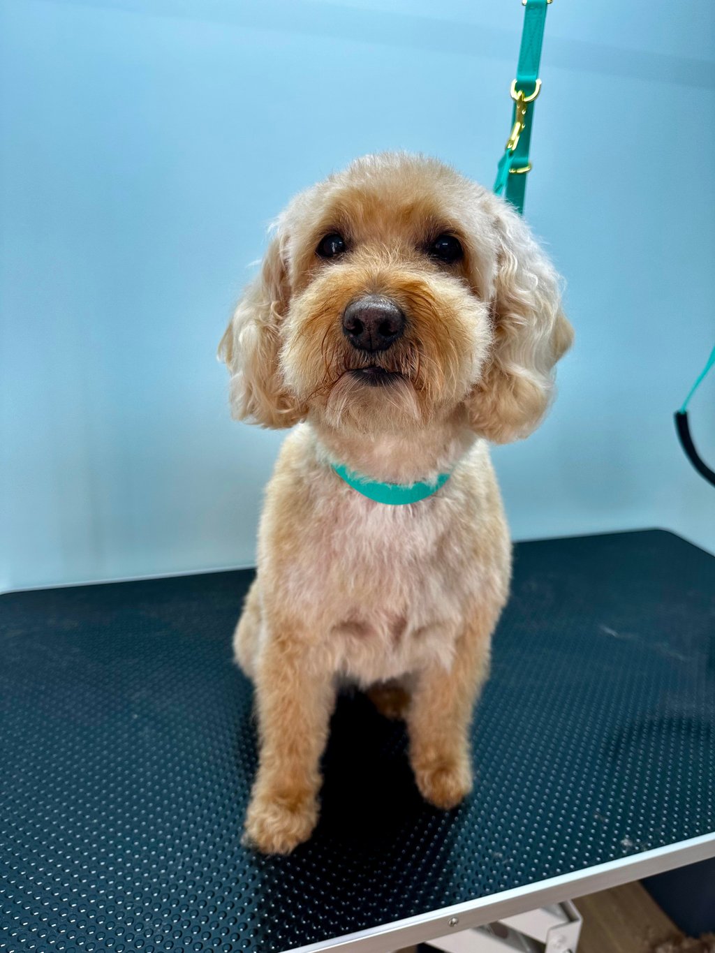 Labradoodle Dog York 