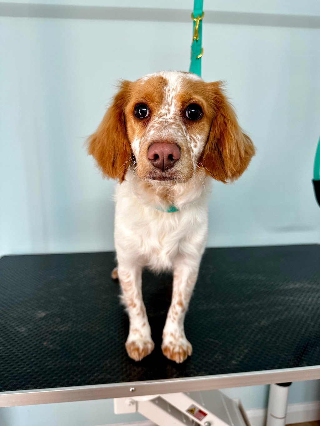Spaniel Dog York 