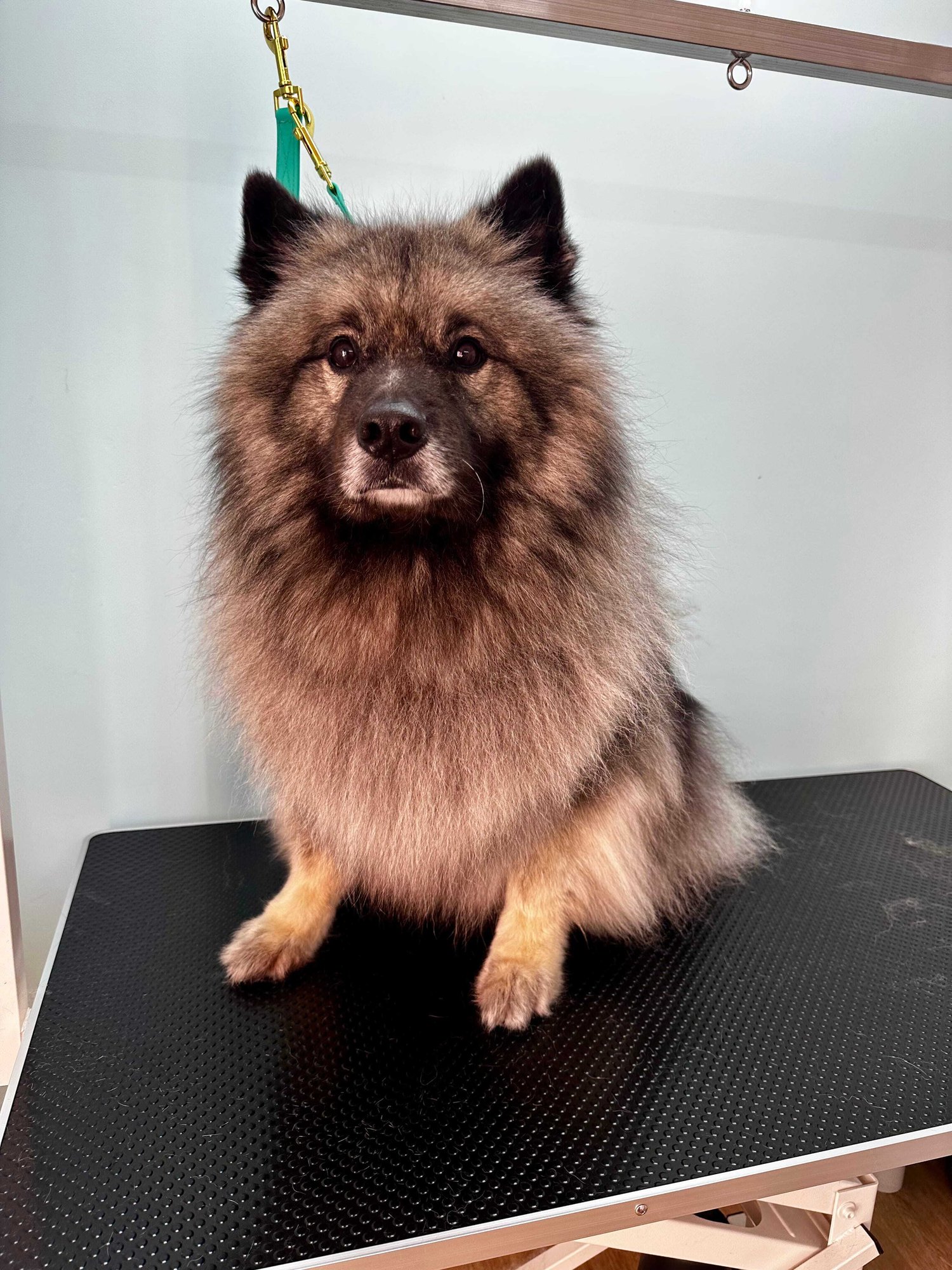 Keeshond Dog Grooming-1