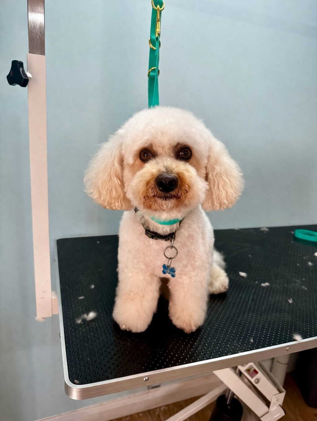 Maltipoo Dog Grooming-1
