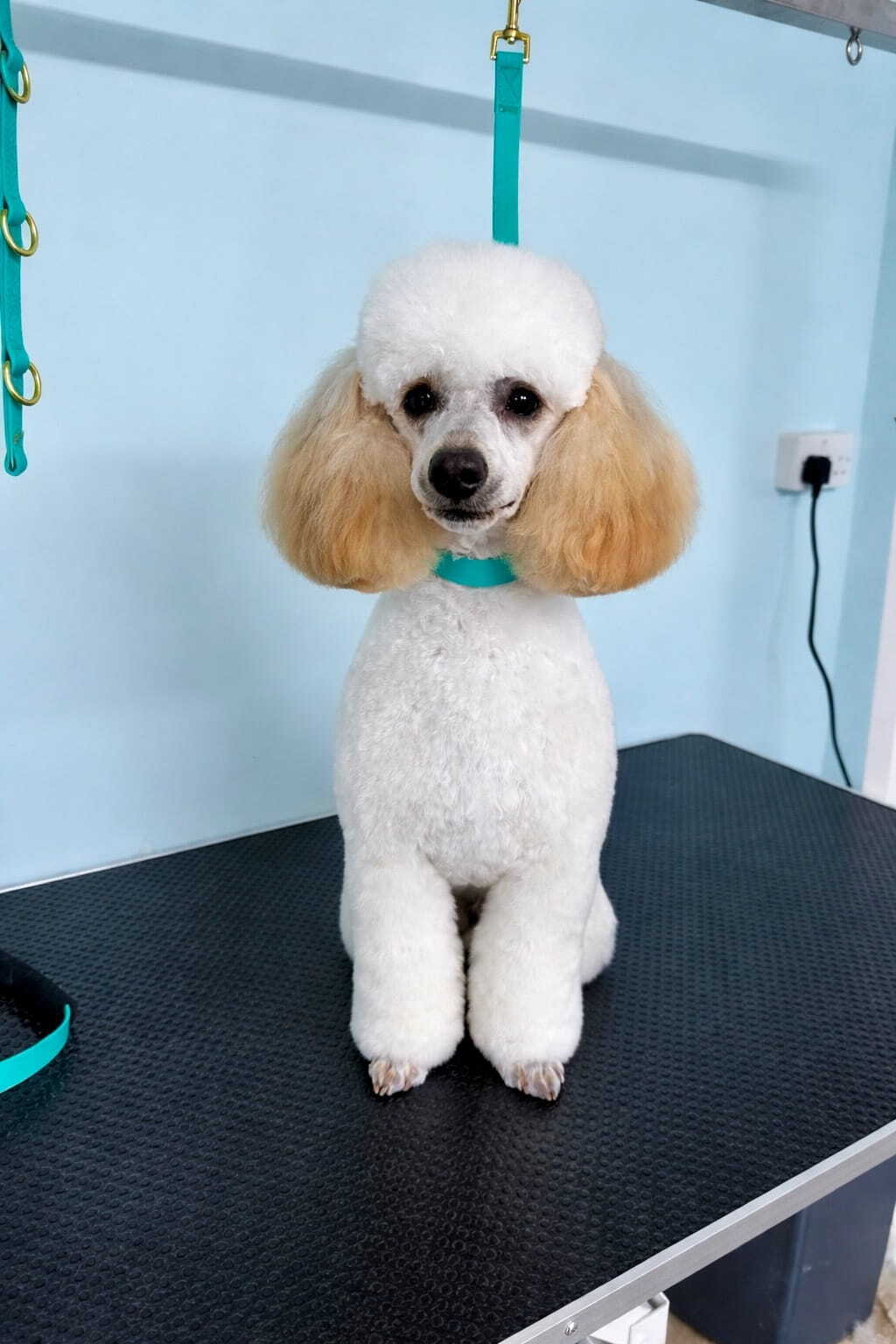 Mini Poodle Dog Grooming-1