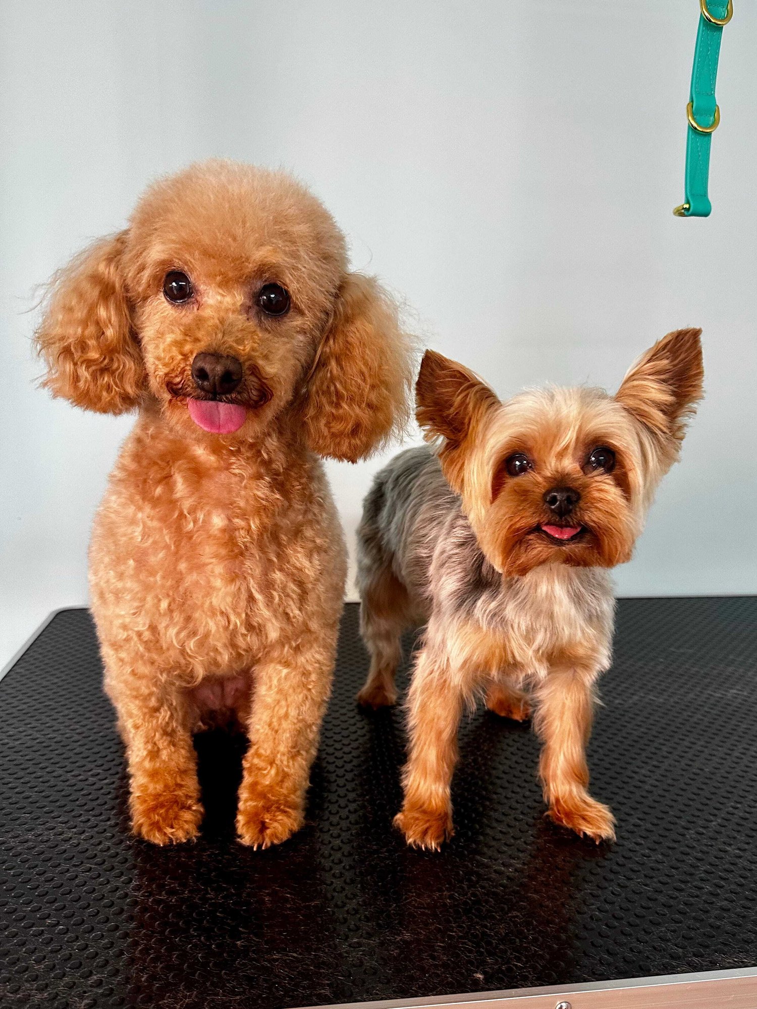 Mini Poodle and Yorkie Dog Grooming-1