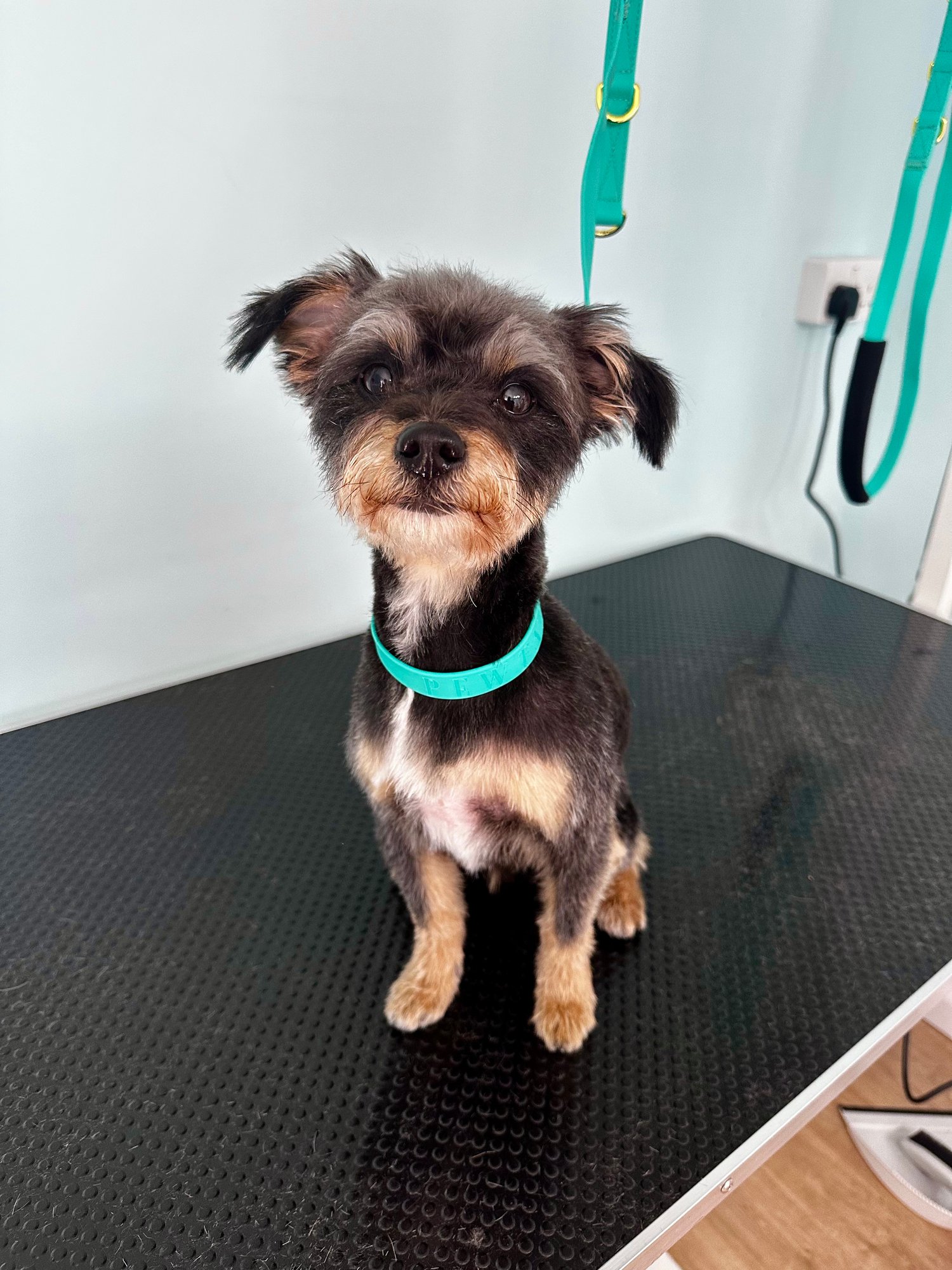 Mixed Breed Dog Groomer