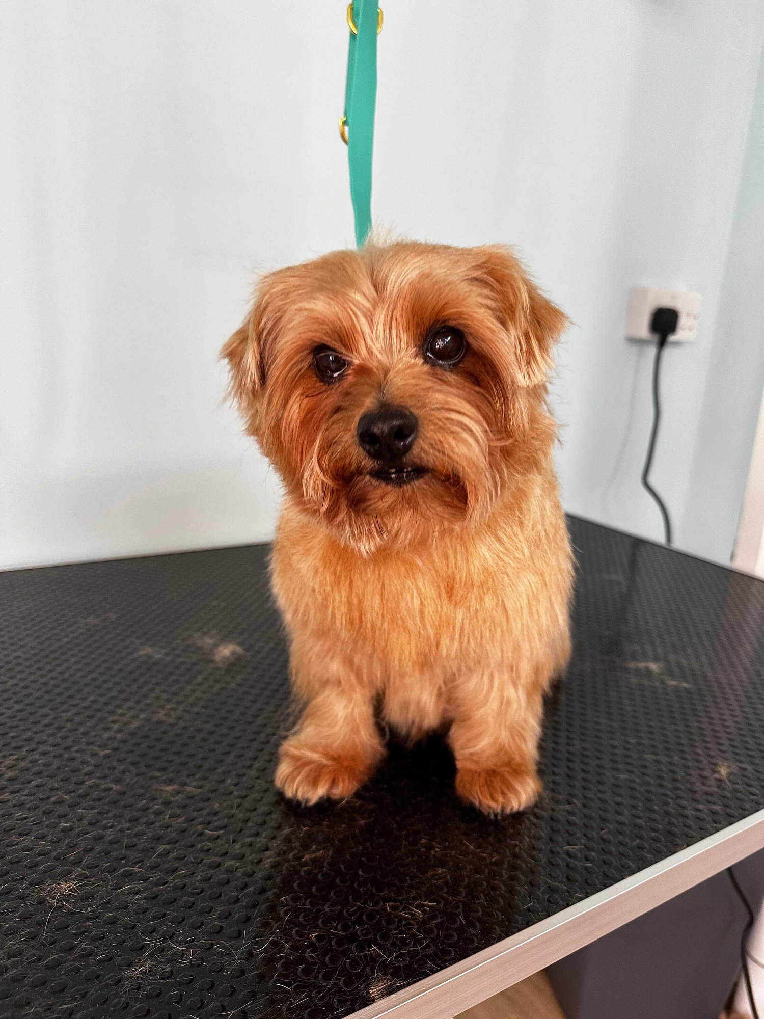 Norfolk Terrier Dog Grooming-1