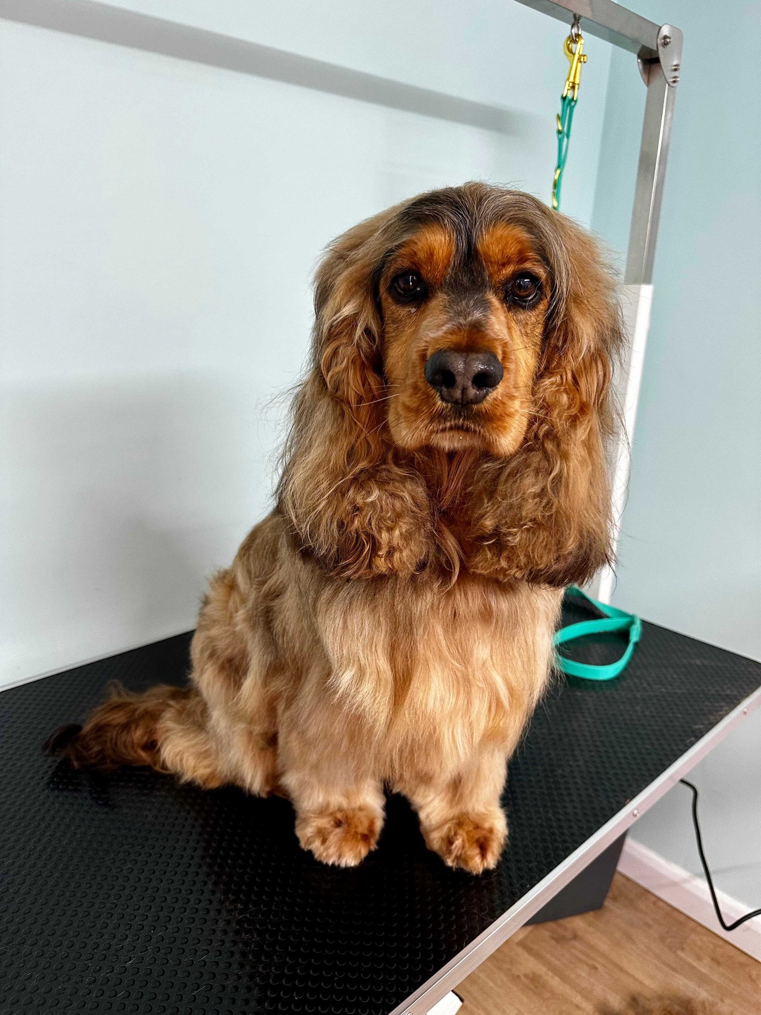 Show Spaniel Dog Groomer-1